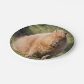 カピバラプレート ペーパープレート (アングル)