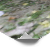 カピバラベビー ポスター (角)