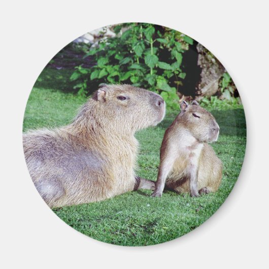 カピバラ母と息子の磁石 マグネット (正面)