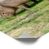 カピバラ水草 ポスター (角)