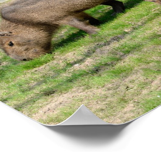 カピバラ水草 ポスター (角)