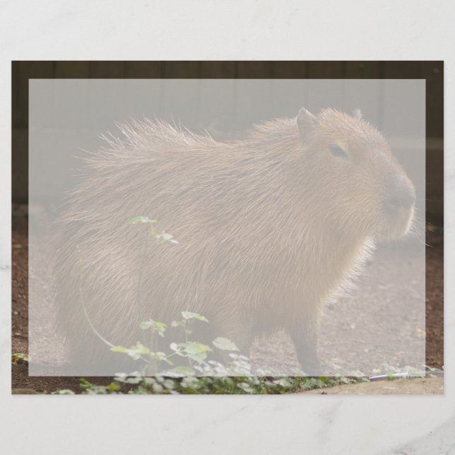 カピバラ (正面)