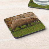 カピバラ コースター (左側)