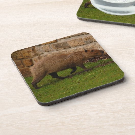 カピバラ コースター (左側)