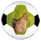 カピバラ サッカーボール (回転)