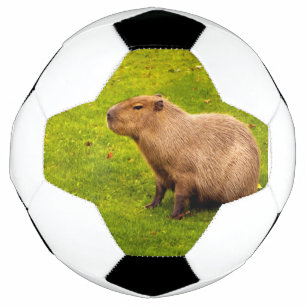カピバラ サッカーボール