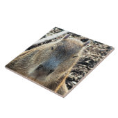 カピバラ タイル (側面)