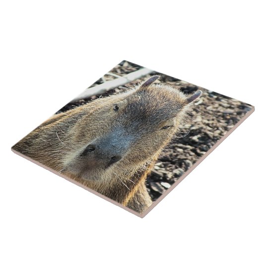 カピバラ タイル (側面)