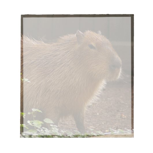 カピバラ ノートパッド (正面)