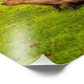 カピバラ フォトプリント            (角)