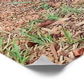 カピバラ ポスター (角)