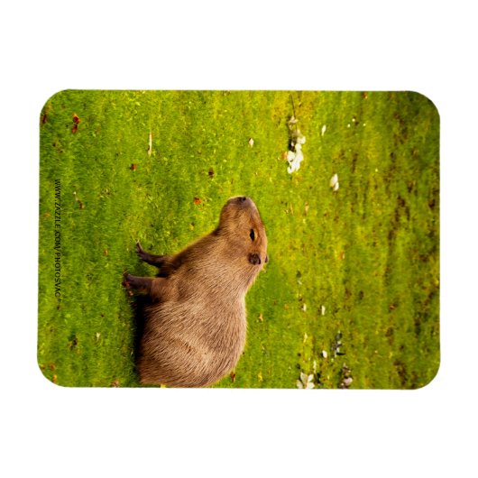 カピバラ マグネット (横)