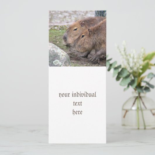 カピバラ 招待状 (スタンド正面)