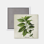 カフェアラビカ マグネット (正面/裏面)