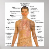カフェインの主な副作用の表 ポスター (正面)