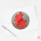 カフフィールリリー ラウンドシール (封筒)