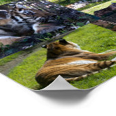 カブスとカルガリー動物園タイガー ポスター (角)