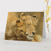 カブス雌ジシおよびカード カード (黄色い花)