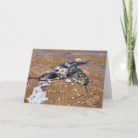 カブトガニの挨拶状-内部のブランク カード (正面)