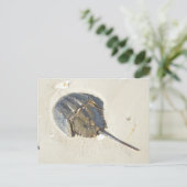 カブトガニの郵便はがき ポストカード (スタンド正面)