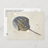 カブトガニの郵便はがき ポストカード (正面/裏面)