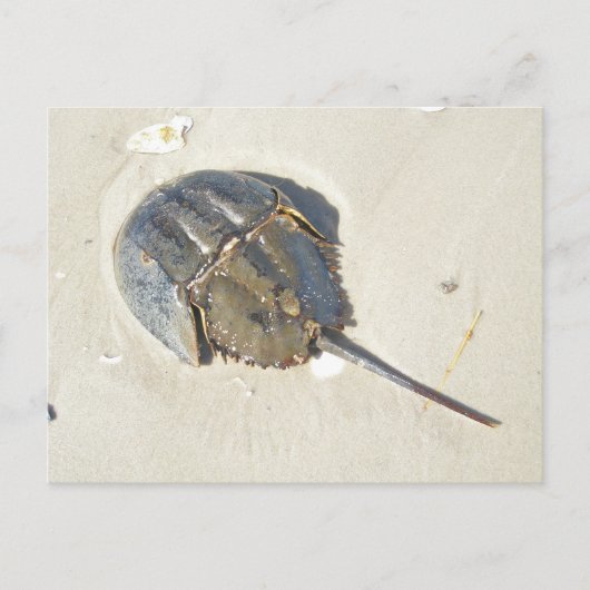 カブトガニの郵便はがき ポストカード (正面)