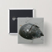 カブトガニ 缶バッジ (正面&裏面)