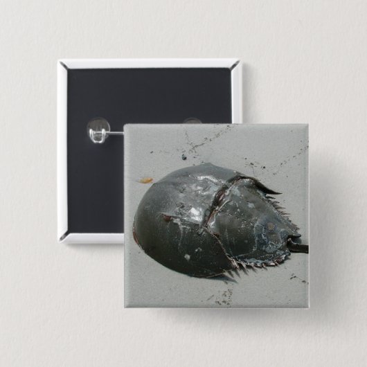 カブトガニ 缶バッジ (正面&裏面)