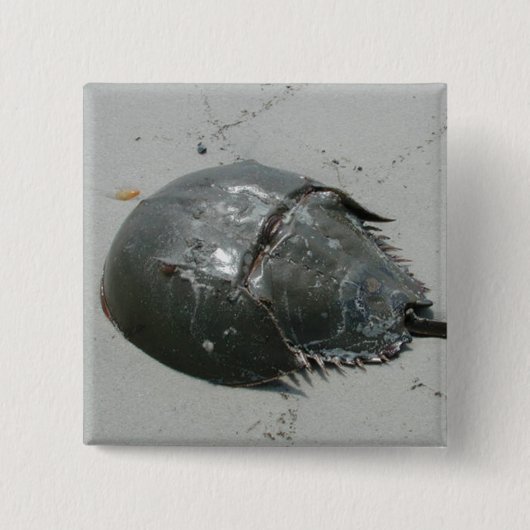 カブトガニ 缶バッジ (正面)