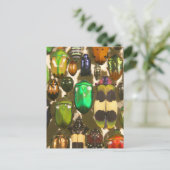 カブトムシとアムシと昆虫 ポストカード (スタンド正面)