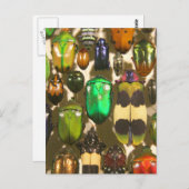 カブトムシとアムシと昆虫 ポストカード (正面/裏面)