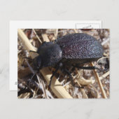 カブトムシの絵はがき ポストカード (正面/裏面)