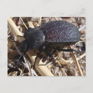 カブトムシの絵はがき ポストカード
