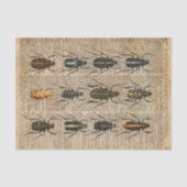 カブトムシの虫の動物学のヴィンテージのイラストレーションの芸術 薄葉紙 (正面)