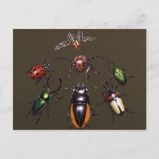 カブトムシファンタジー ポストカード (正面)