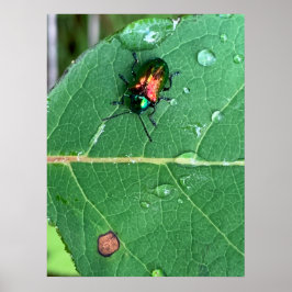 カブトムシ光沢カブトムシのポスター ポスター