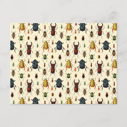 カブトムシ品種 ポストカード (正面)