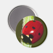 カブトムシ磁石 マグネット (正面/裏面)