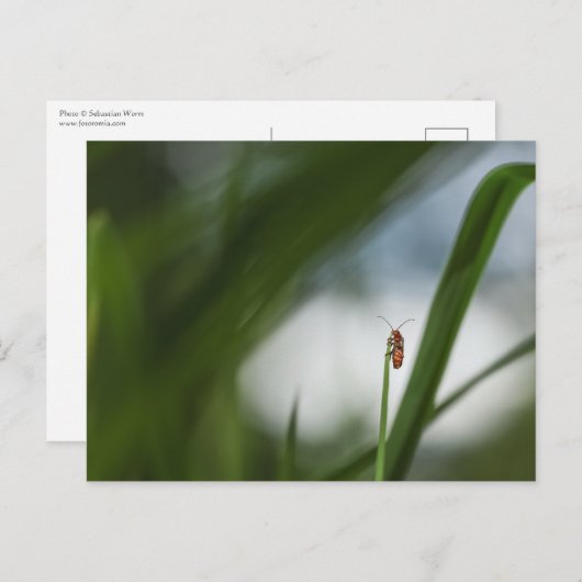 カブトムシ自然写真はがき ポストカード (正面/裏面)