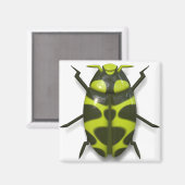 カブトムシ虫かわいい マグネット (正面/裏面)