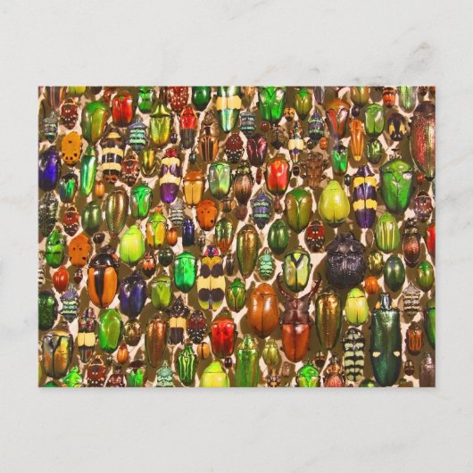 カブトムシ軍 ポストカード (正面)