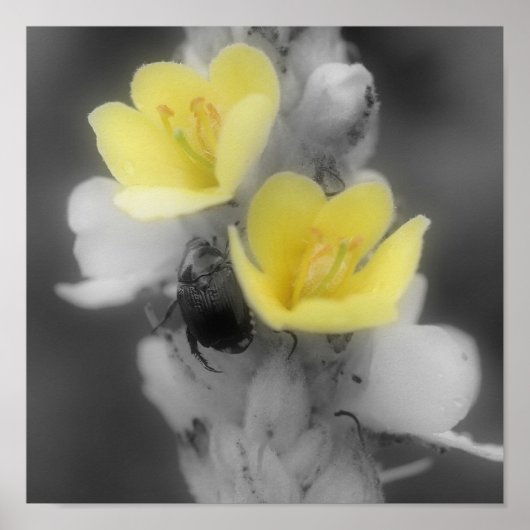 カブトムシ部分色ムレイン花 ポスター (正面)