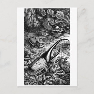 カブトムシ類 ポストカード