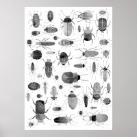 カブトムシ黒と白