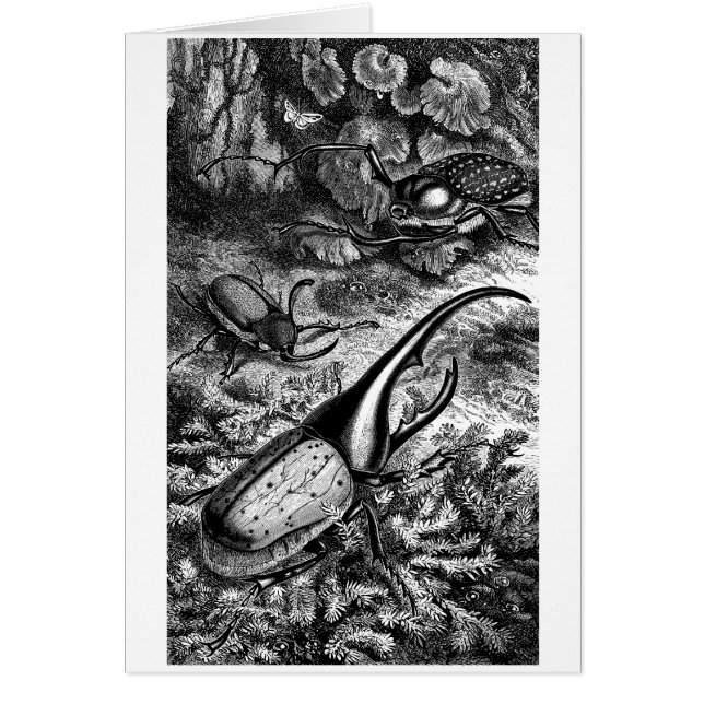 カブトムシ (正面)