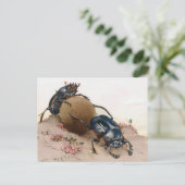 カブトムシ2 ポストカード (スタンド正面)