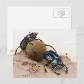 カブトムシ2 ポストカード (正面/裏面)