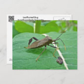 カブトムシ(アカントセファラフェノラータ)のアイテム ポストカード (正面/裏面)