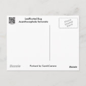 カブトムシ(アカントセファラフェノラータ)のアイテム ポストカード (裏面)