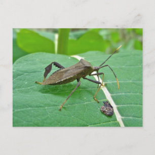カブトムシ（アカントセファラフェノラータ）のアイテム ポストカード
